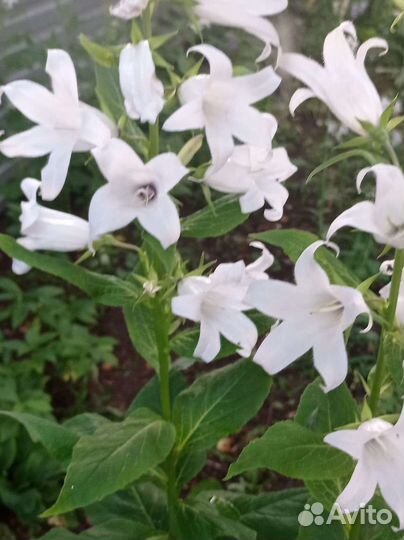 Многолетник Колокольчик садовый