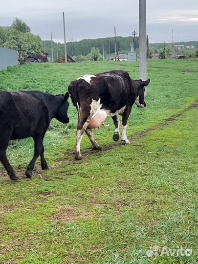 Корова дойная с теленком