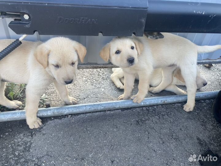 Щенки лабрадора-полукровки