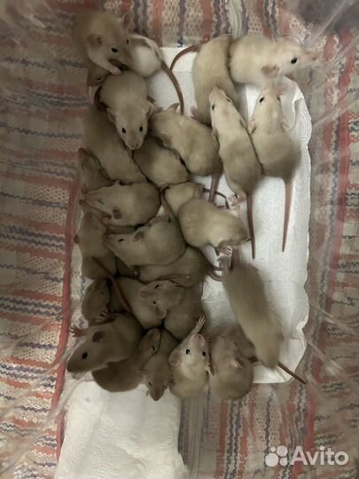 Сиамские крысята Дамбо из питомника