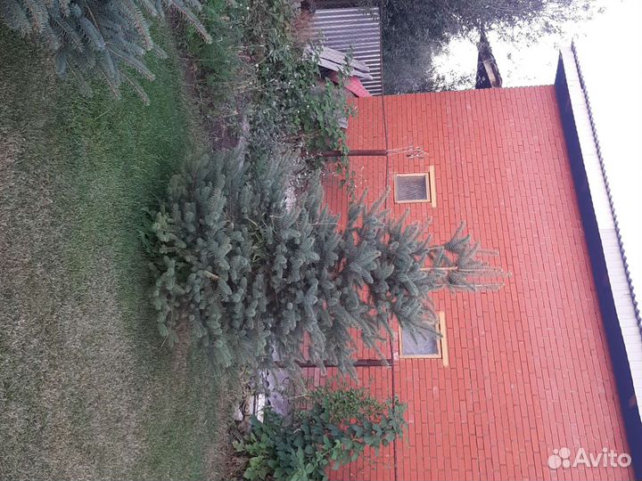 Ель голубая