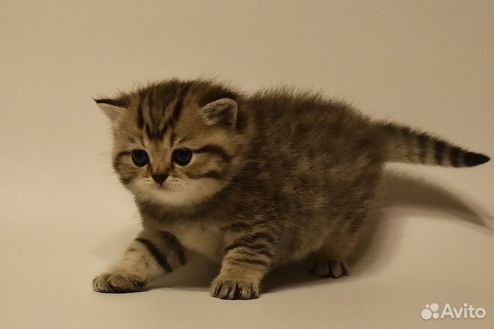Котёнок Британская золотая шиншилла мальчик