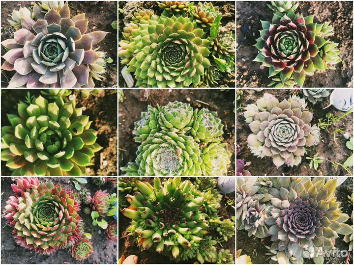 30 видов молодил