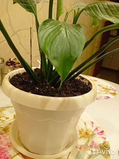 Спатифиллум