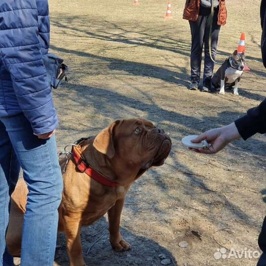 Дрессировка собак кинолог