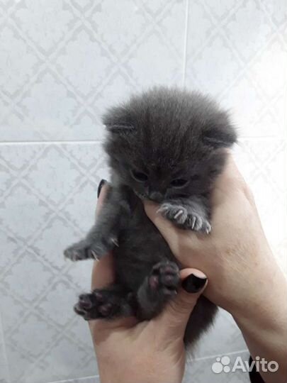 Британские котята