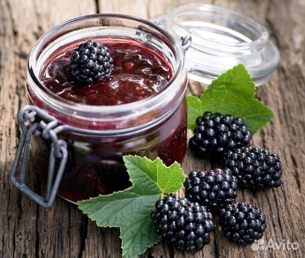 Саженцы ежевики