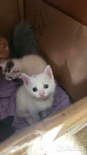 Кошка в дар бесплатно