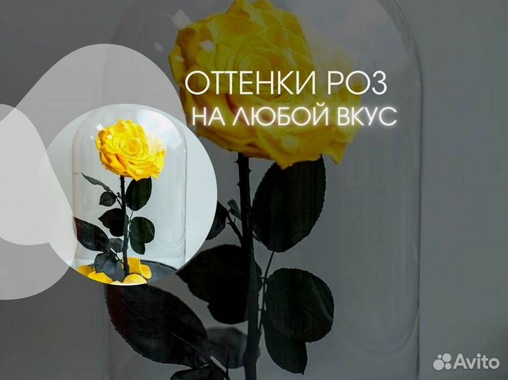 Розы в колбе разные