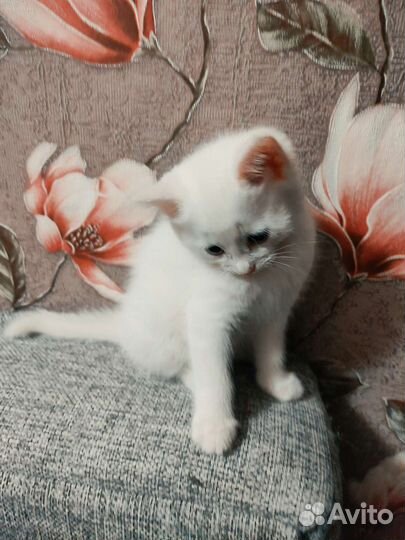 Белый котёнок мальчик
