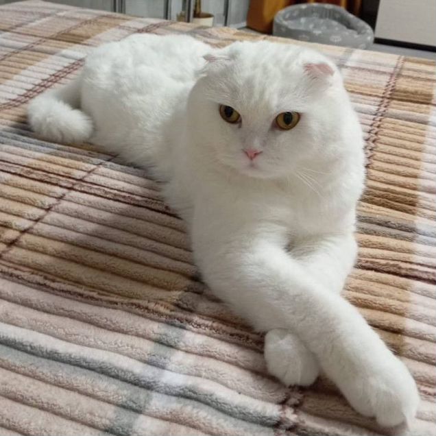 Шотландский вислоухий длинношёрстный, взрослый кот