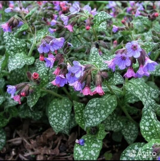 Медуница сахарная