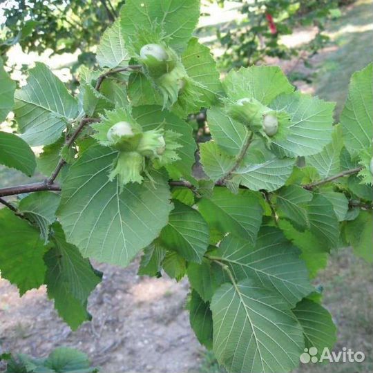 Орешник(фундук)