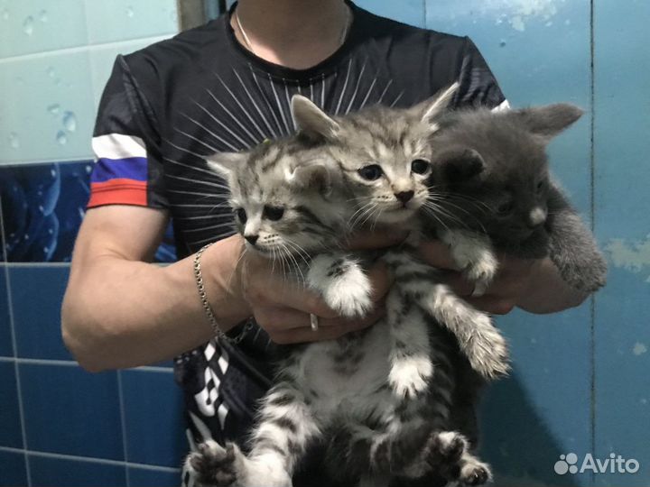 Котята в добрые руки бесплатно