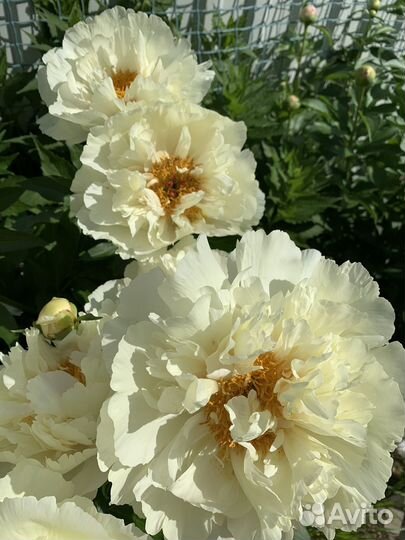 Пион Vanilla Shnapps