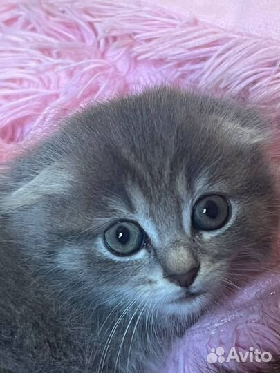 Вислоухий котенок