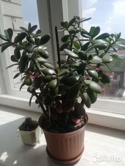 Толстянка(денежное дерево) 30 см