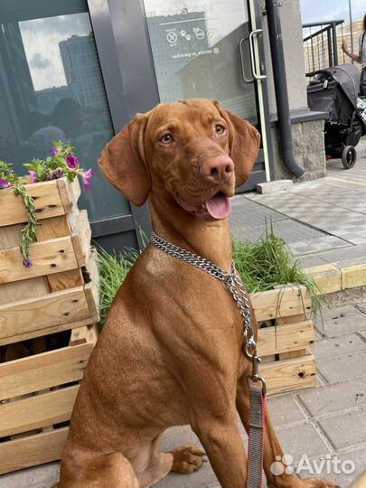 Венгерская выжла для фотосессий