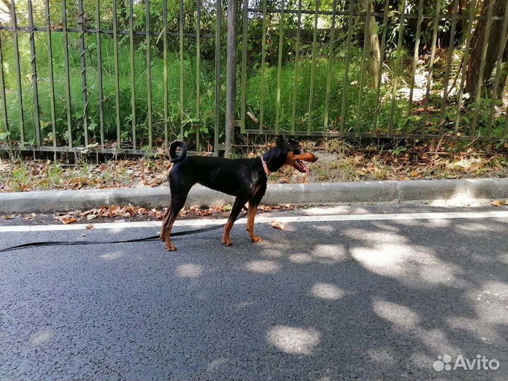 Немецкий пинчер щенки