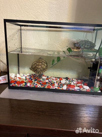 Черепаха водная