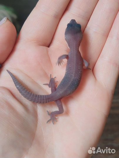 Эублефар малыши, самцы