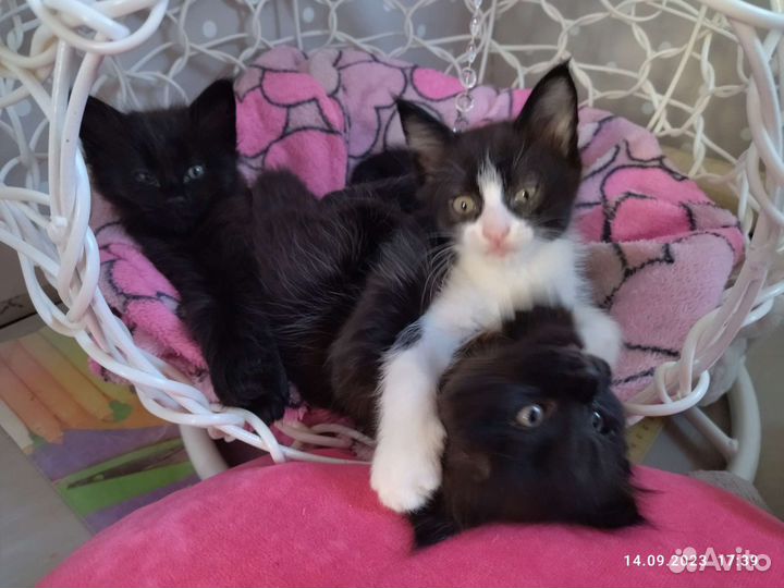 Котята в добрые руки