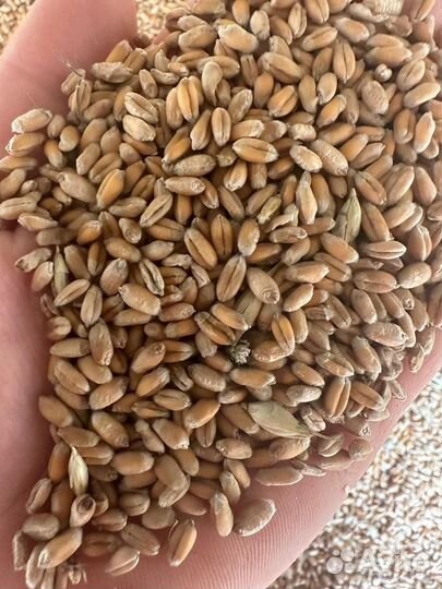 Ячмень яровой