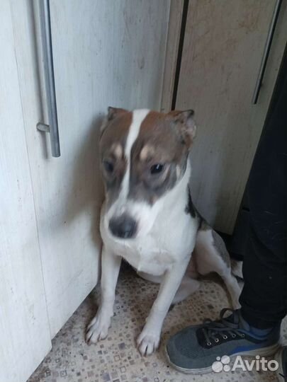 Собаки щенки бесплатно