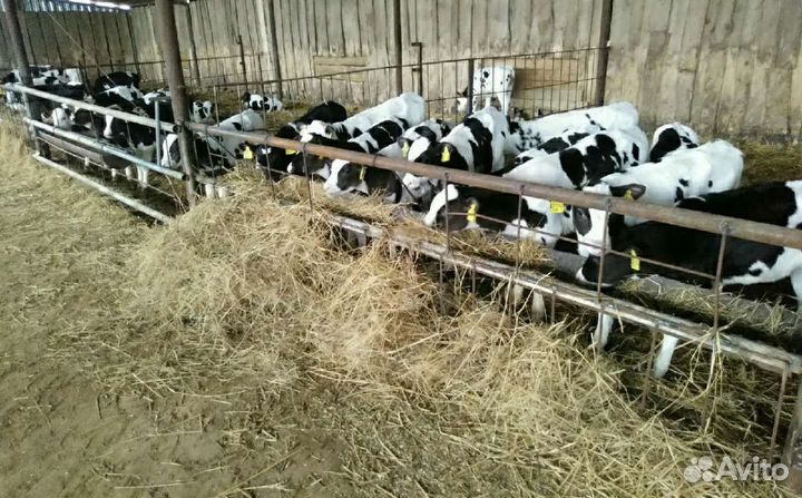 Холмогоры Голштины Бычки Тёлки