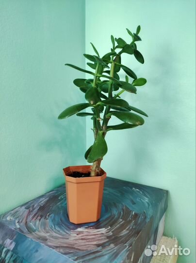 Крассула Толстянка