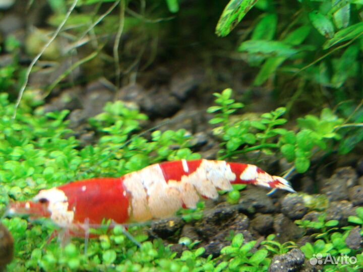 Креветки Красный кристалл Crystal Red Shrimp