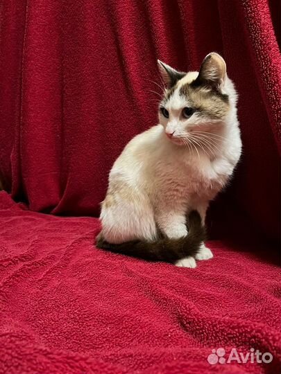 Отдадим кошечку в добрые руки