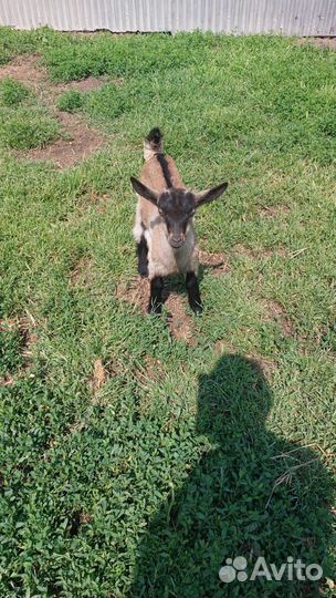 Продам козочек