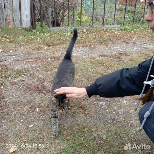 Отдам бесплатно животные