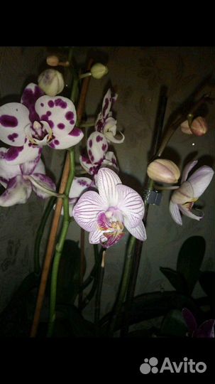 Домашние цветы