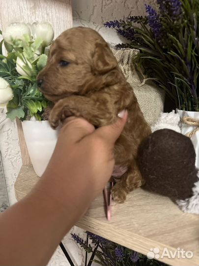 Той-пудель девочка