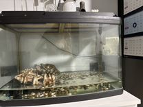 Черепаха в добрые руки и аквариум за 8к