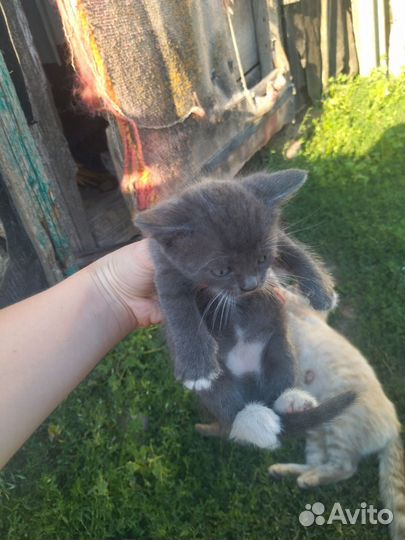 Отдам котят в добрые руки