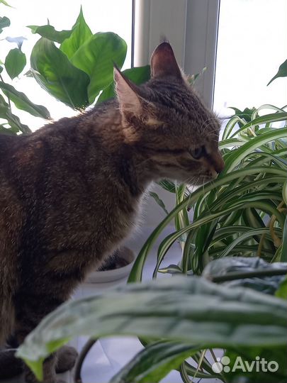 Кошка ласковая