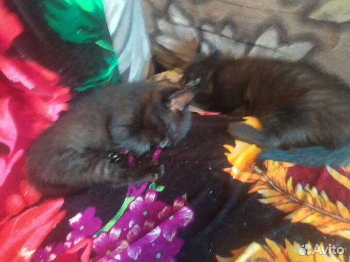 Котята кот и кошка