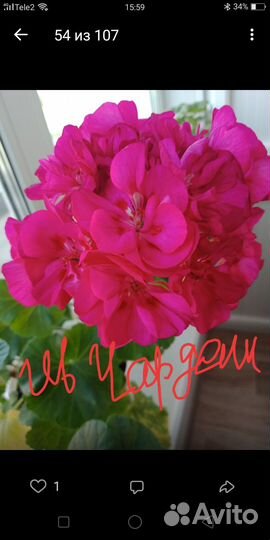 Пеларгония герань