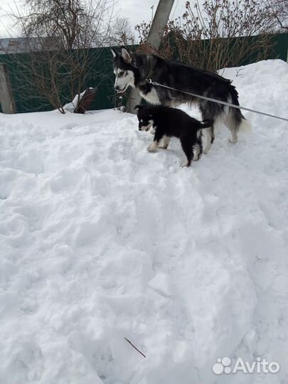 Маленькая собака в добрые руки бесплатно