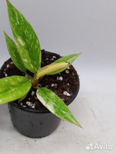 Филодендрон ринг оф файер