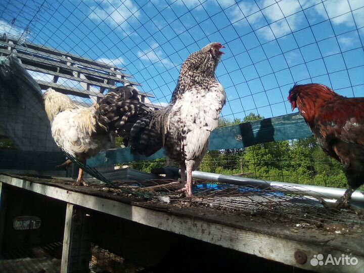 Молодые петушки