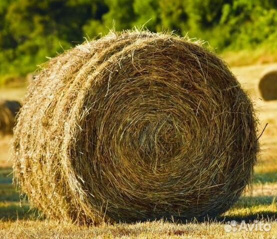 Сено в тюках, солома ячменная в рулонах купить в Светлограде | Животные ...