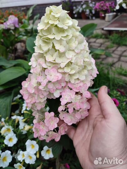 Гортензия саженцы