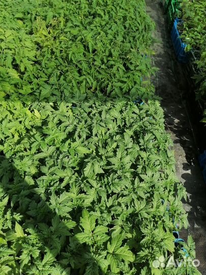 Рассада овощей