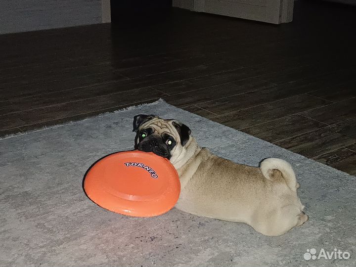 Отдам в добрые руки