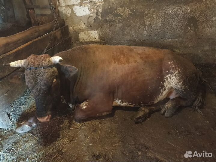 Быки на мясо