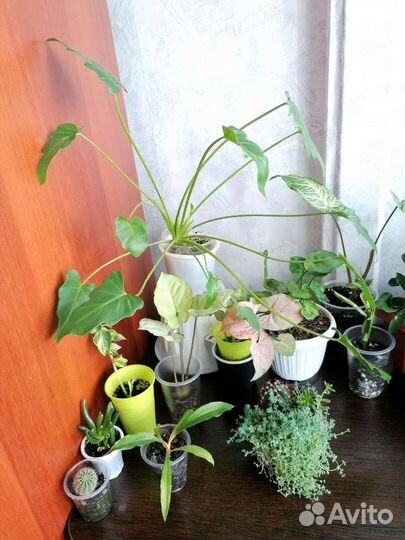 Домашние растения из личной коллекции